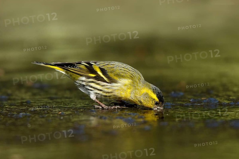Sijs drinkend, Siskin drinking