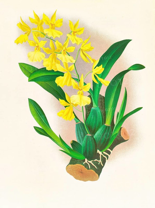 Orchid, Oncidium concolor, authentic reproduction of an illustration by Jean Jules Linden (1817 - 1898), Luxembourgish-Belgian botanist, one of the fathers of orchid research, Historical