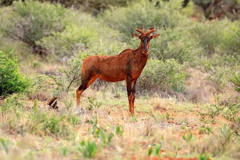 Tsessebe (Damaliscus lunatus), lyrebird, crescent moon antelope, adult, alert, Mokala National Park, Northern Cape, South Africa