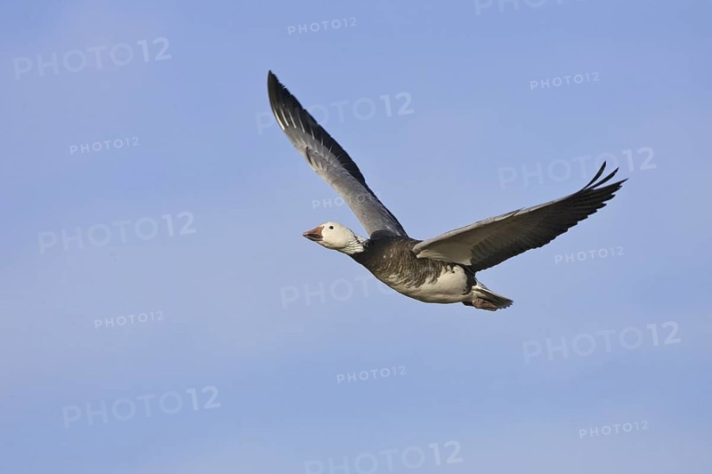 Snow Goose (Anser caerulescens), New Mexico, USA
