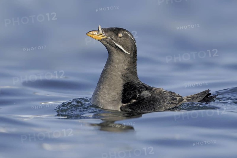 Rhinoceros Auklet (Cerorhinca monocerata), British Columbia, Canada