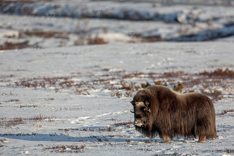 Although the musk ox cow (Ovibos moschatus) is blind, it is in excellent physical condition, but as soon as it loses contact with the group or smells humans, it reacts very nervously and aggressively, blind, blind, winter, snow, cold, Tundra landscape, October, Norway