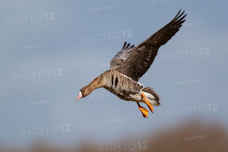 Greater White-fronted Goose (Anser albifrons) landing, North Rhine-Westphalia, Germany