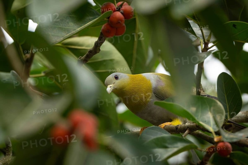 Yellow-footed green pigeon (Treron phoenicopterus) in a banyan tree, Sreepur, Gazipur, bangladesh