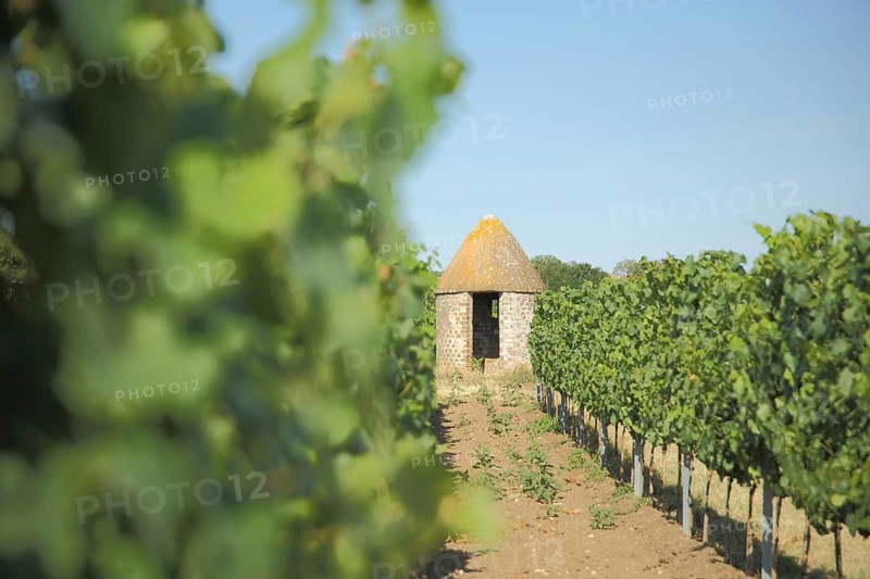 Trullo with vines, grapes, vineyard houses, wine-growing region, depth blur, Flörsheim-Dalsheim, Rhine-Hesse region, Rhineland-Palatinate, Germany