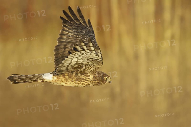 Northern Harrier (Circus hudsonius) female flying, New Mexico, USA