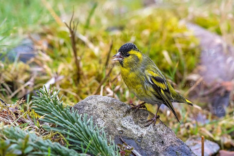 Eurasian Siskin (Spinus spinus) male at garden pond, Mecklenburg-Western Pomerania, Germany