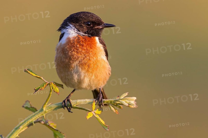 European Stonechat (Saxicola rubicola) male, Asturias, Spain