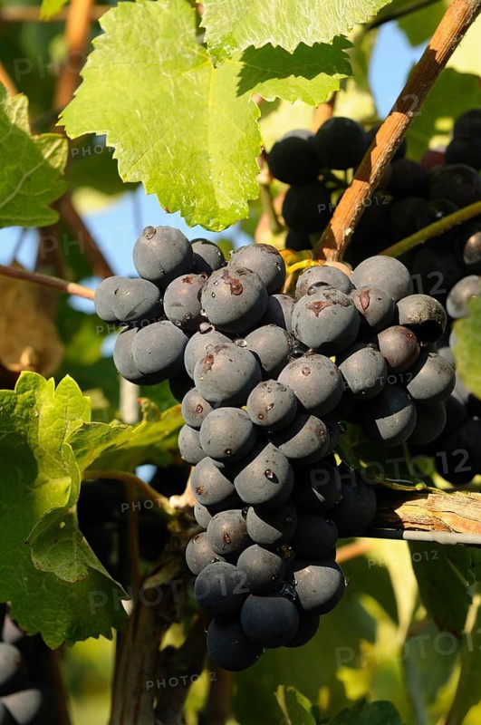 Grapes hanging from lush green leaves in the summer sun, Baden-Württemberg