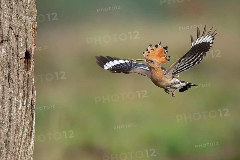 Hoopoe in flight (Upupa epops), Faßberg, Lower Saxony, Germany