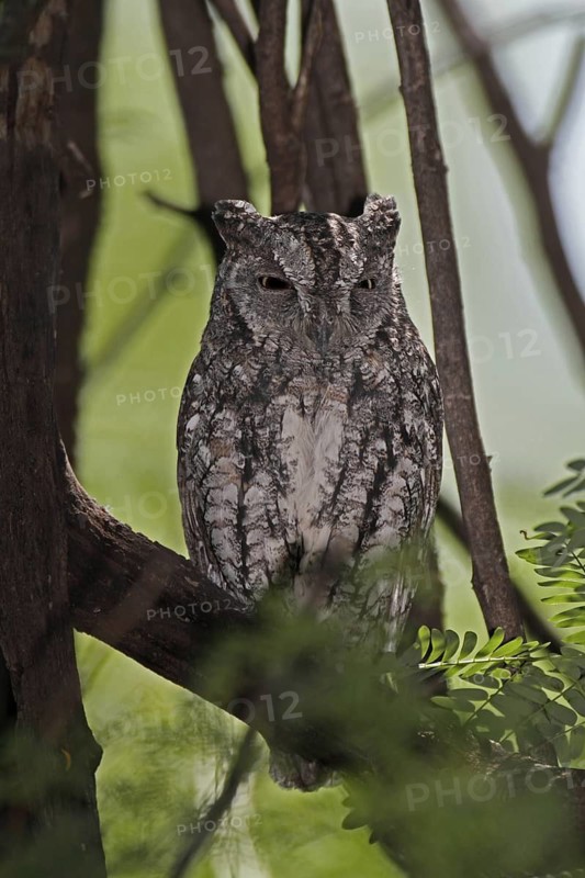 African Scops Owl (Otus senegalensis), Lake Baringo, Kenya