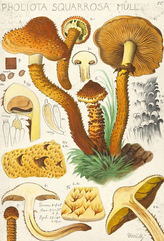 Mushroom, fungus, shaggy scalycap, Pholiota squarrosa, authentic reproduction of an illustration by Hans Walty (1868-1948) from about 1915, historical