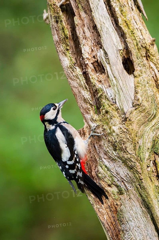 Great spotted woodpecker (Dendrocopos major) sitting on an old wrotten tree trunk in late summer, Bavaria, Germany