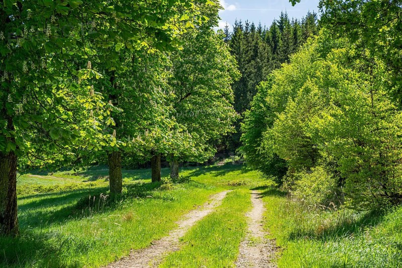 Hiking trail going through the landscape beside a forest next to a meadow old hunts by Turn and Taxis with an old horse chestnut (Aesculus hippocastanum) tree in early summer near Regensburg, Upper Palatinate, Bavaria, Germany