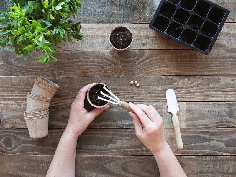 Hands planting seeds into a peat pot with gardening tools on a wooden table