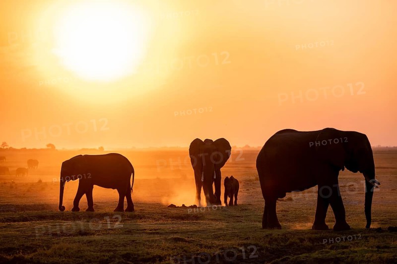 African elephant (Loxodonta africana), silhouette, sunset, atmospheric light, Ihaha, Chobe National Park National Park, Botswan