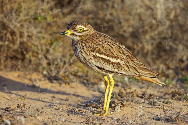 Curlew, Animals, Birds, (Burhinus oedicnemus), Biotope, Habitat, Foraging, Curlew family, Canary Islands, Lanzarote, Canary Islands, Spain