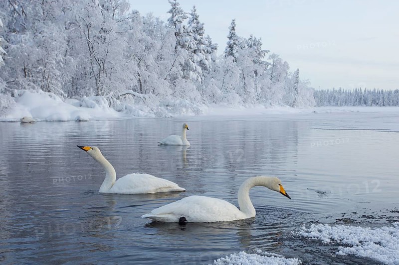 Whooper Swan (Cygnus cygnus) group, Finland