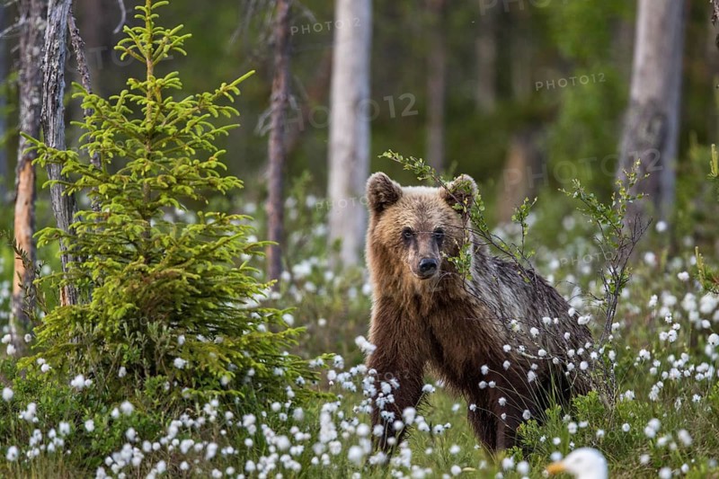 European brown bear (Ursus arctos), Europe, Scandinavia, Finland
