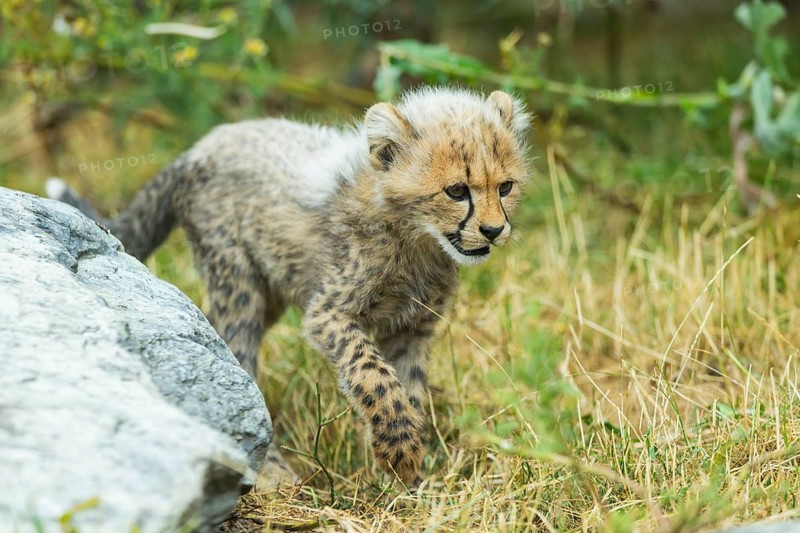 Cheetah (Acinonyx jubatus) youngster walking on a meadow, captive, occurrence Africa