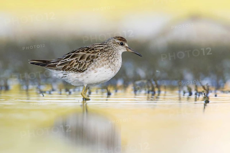 Sharp-tailed Sandpiper (Calidris acuminata), Victoria, Australia