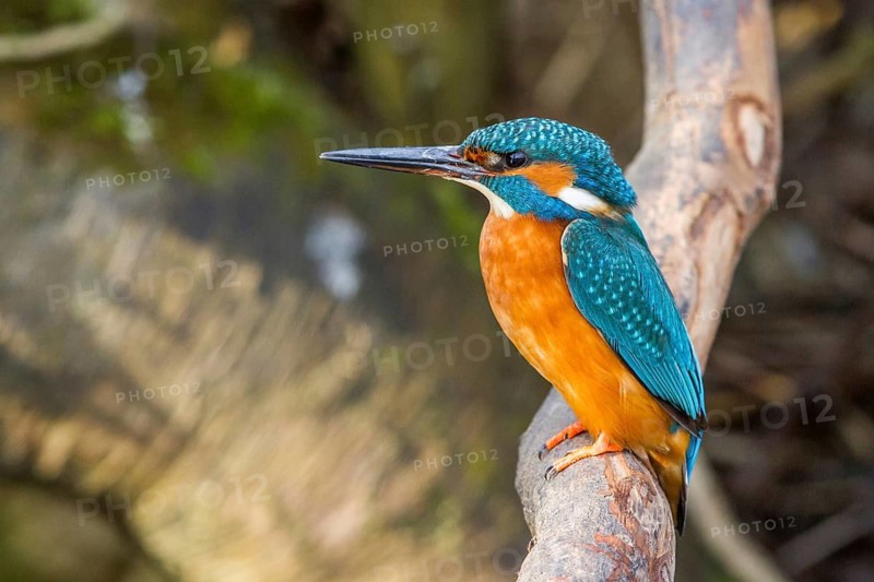 Kingfisher (Alcedo atthis) female, sitting room, Germany, Mecklenburg-Western Pomerania, Feldberger Lake District, Mecklenburg-Western Pomerania, Federal Republic of Germany