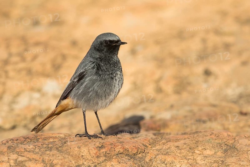 Black Redstart - Hausrotschwanz - Phoenicurus ochruros ssp. gibraltariensis, Spain, adult male