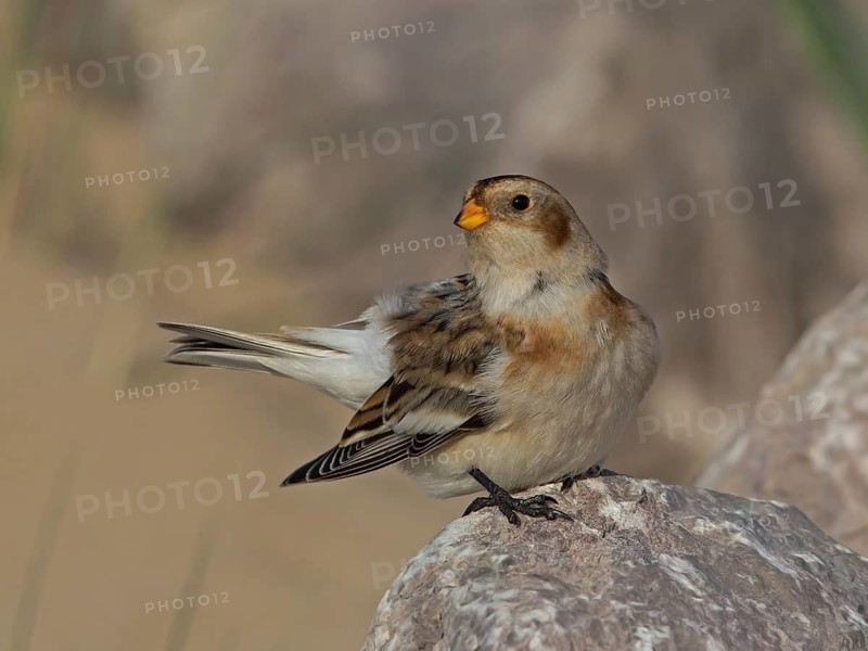 Snow Bunting (Plectrophenax nivalis), Wales, United Kingdom