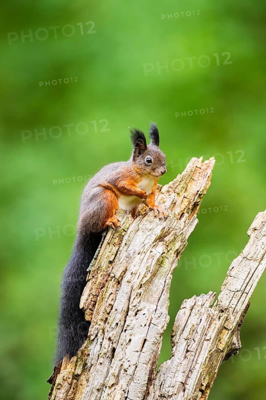 Red squirrel (Sciurus vulgaris) sitting on an old wrotten tree trunk in a forest, Bavaria, Gernany