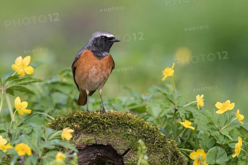 Common Redstart (Phoenicurus phoenicurus) male perched on an old mossy tree trunk amongst flowers, Poland