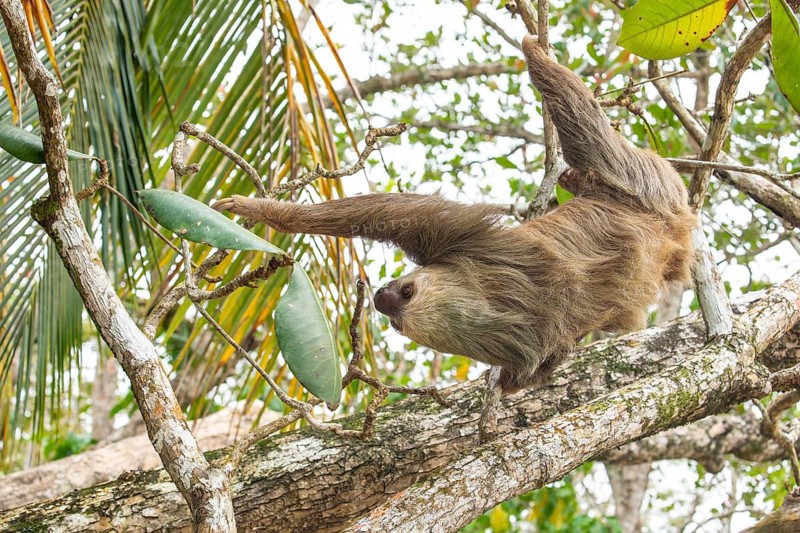 Male two toed sloth (Choloepus didactylus) hanging upside down and climbing on almond tree. Beach, Punta Uva, Limon, Caribbean, Costa Rica