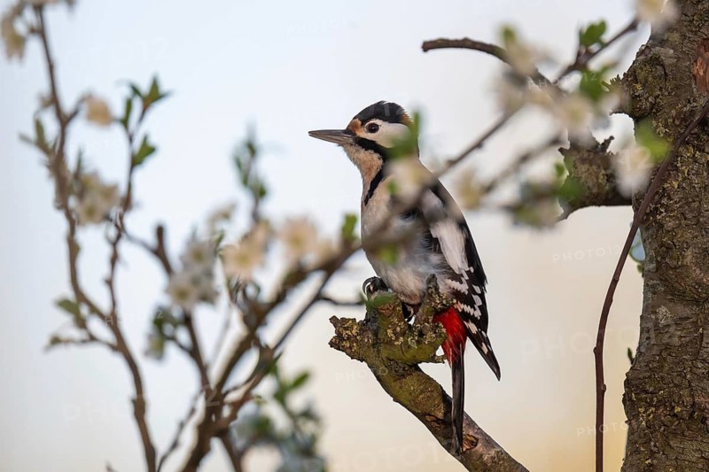 Great spotted woodpecker (Dendrocopos major) in a blossoming cherry tree, evening light, Baden-Württemberg, Germany