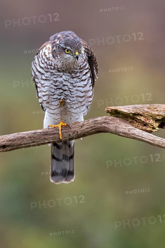 Eurasian Sparrowhawk (Accipiter nisus) female perched on a branch, Saxony-Anhalt, Germany