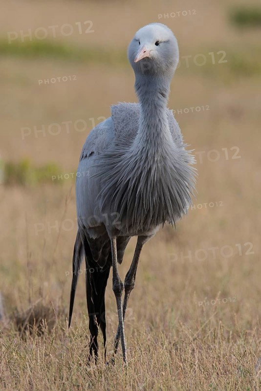 Blue Crane (Grus paradisea), South Africa