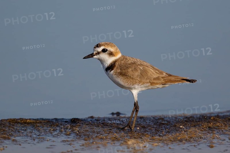 Kentish Plover (Charadrius alexandrinus) male, Lesvos, Greece