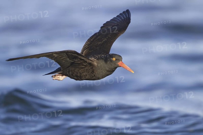 Black Oystercatcher (Haematopus bachmani) flying, British Columbia, Canada