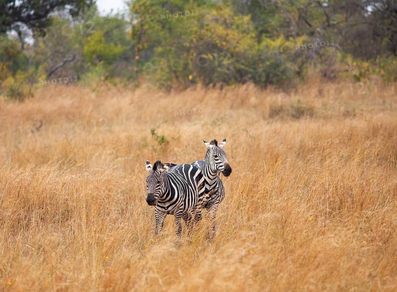 Steppe zebras (Equus quagga) or horse zebras, Akagera National Park or Kagera National Park, Eastern Province, Rwanda