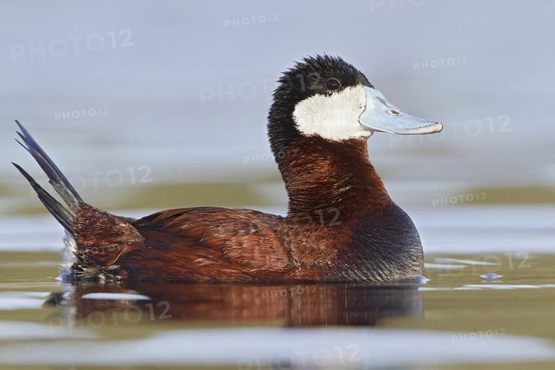 Ruddy Duck (Oxyura jamaicensis), British Columbia, Canada