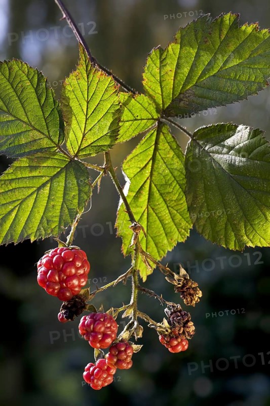 Berries and leaves of blackberry (Rubus fruticosus)
