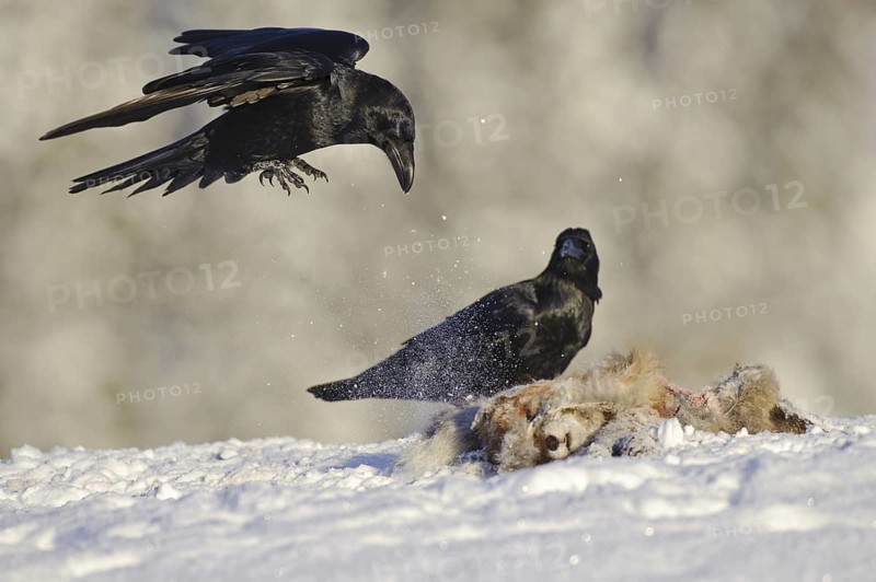 Northern Raven (Corvus corax), Norway