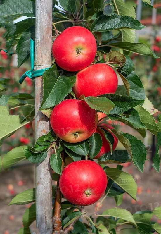 Apple plantation of Discovery apples in Österlen fruit district, Kivik, Scania, Sweden, Scandinavia