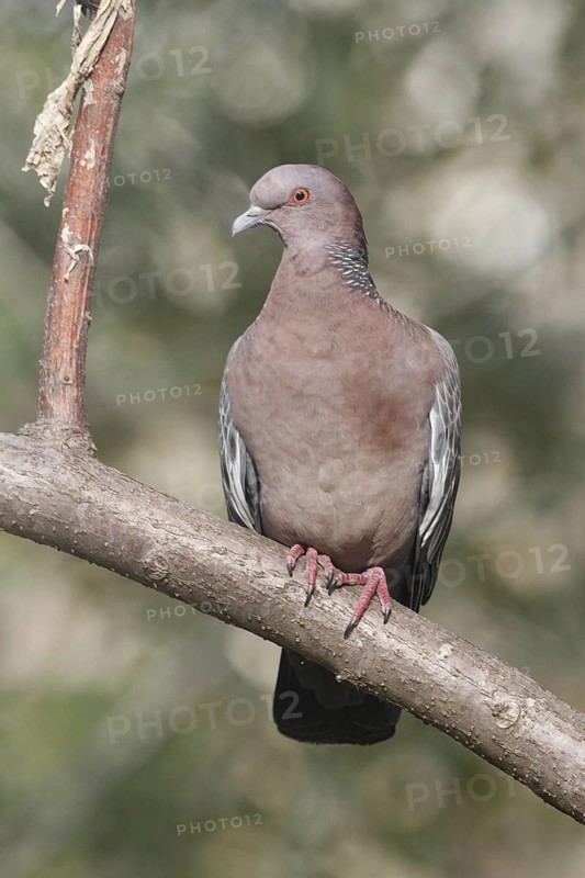Picazuro Pigeon (Patagioenas picazuro), Buenos Aires, Argentina