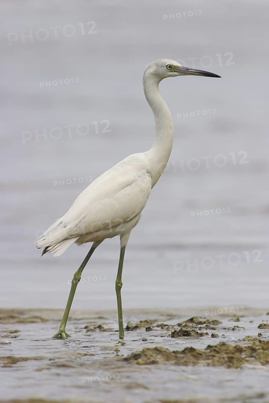 Little Blue Heron (Egretta caerulea), Costa Rica