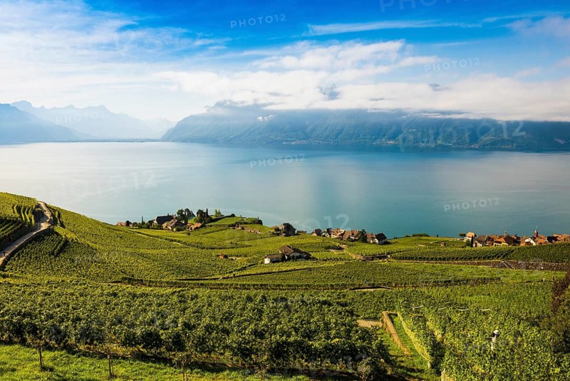 Picturesque village in the vineyards by the lake, Rivaz, Lavaux, UNESCO World Heritage Site, Lake Geneva, Lac Léman, Canton of Vaud, Switzerland