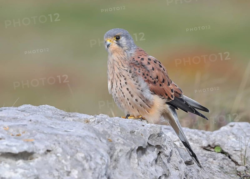 Common Kestrel (Falco tinnunculus) male perched on a rock, Wales, United Kingdom