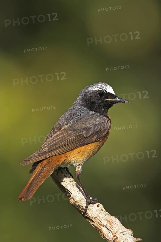Common Redstart (Phoenicurus phoenicurus) male, Baden-Wuerttemberg, Germany