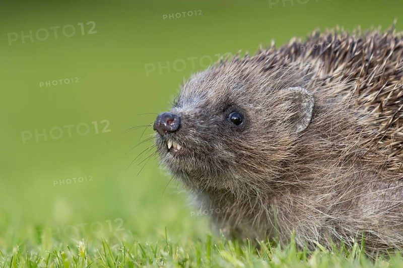 European hedgehog (Erinaceus europaeus) adult animal on a garden grass lawn in the summer, England, United Kingdom