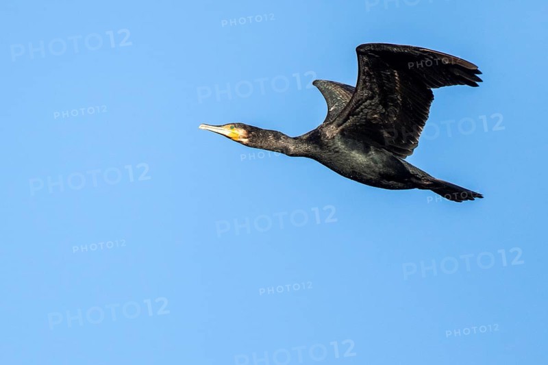Great Cormorant (Phalacrocorax carbo) flying, Castile and Leon, Spain