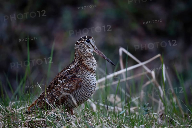Eurasian Woodcock (Scolopax rusticola), Dalarna, Sweden