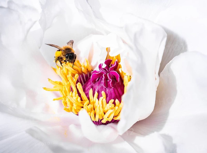 A close up shot captures a bee diligently collecting nectar from a vibrant pink and white peony. The intricate details of the flower petals and the bee fuzzy body are highlighted